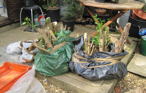 privet for bonsai